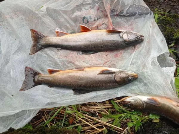 Новые формы гольцов обнаружены в бассейне Кроноцкого озера