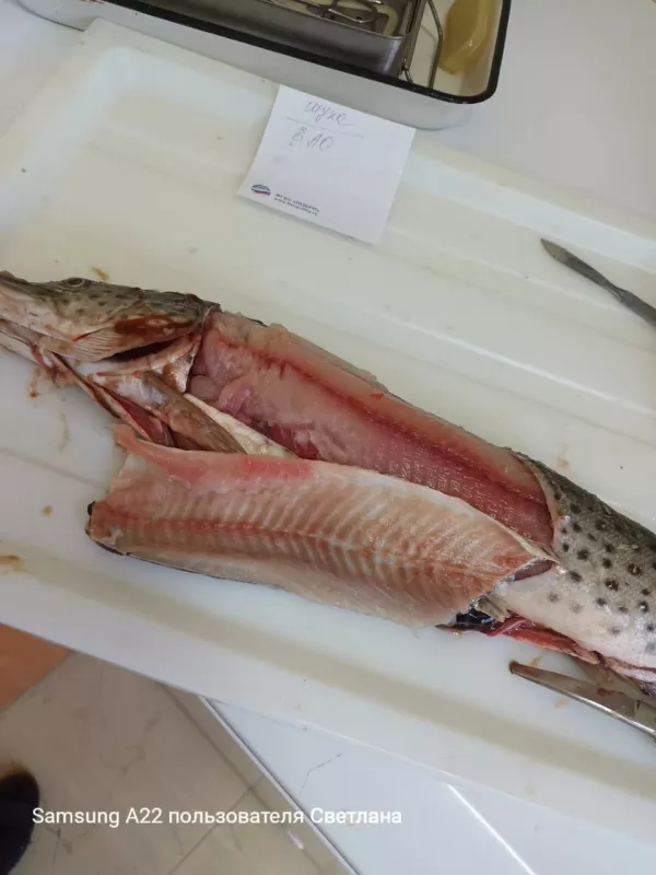 Камчатский филиал ФГБУ «НЦБРП» исследовал пресноводную рыбу из бассейна реки Амур на паразитологические показатели безопасности
