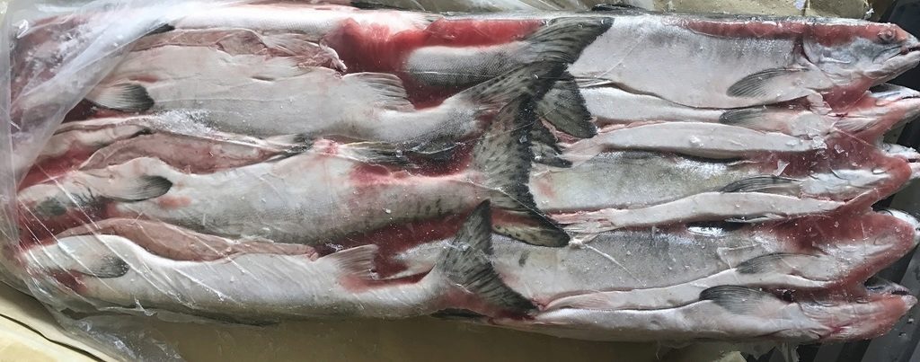 Кета рыба фото в разрезе свежая